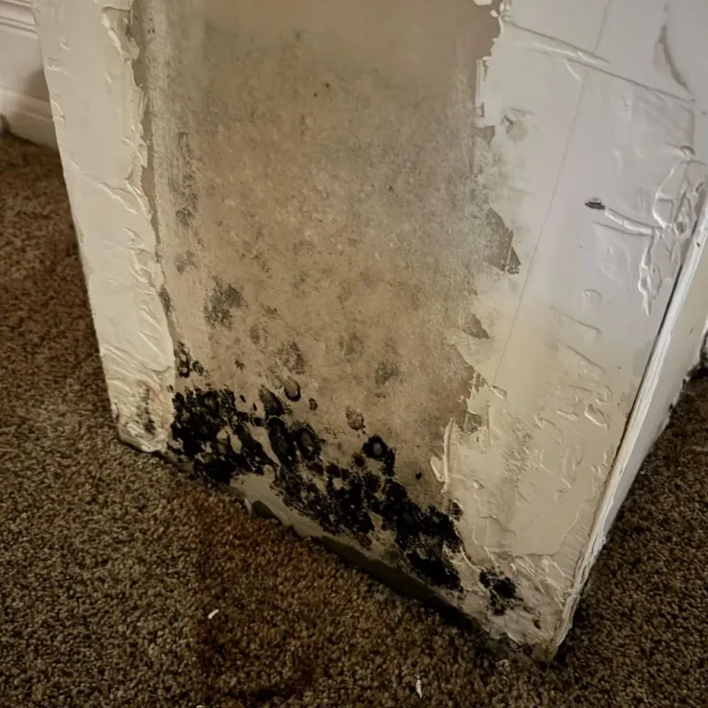 Professional Mold Removal in Warrensburg, MO